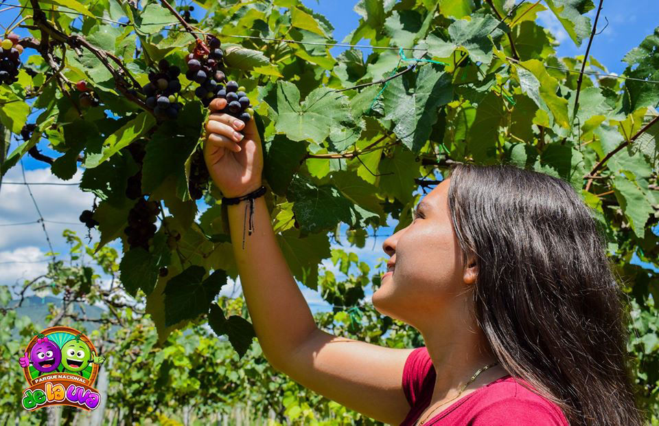 Pasaporte  Vid y vino